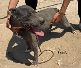 Griselda