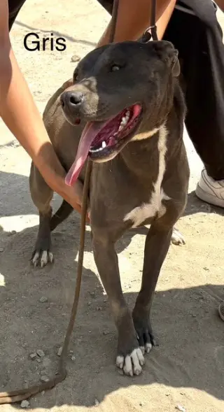 Griselda
