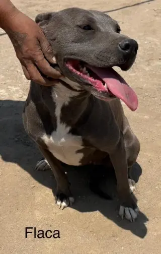 Flaca
