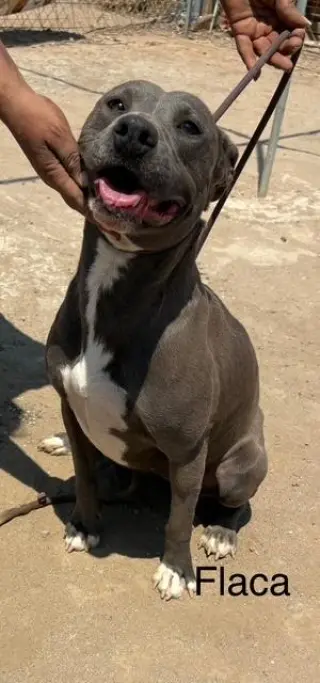 Flaca