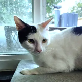 Dylan