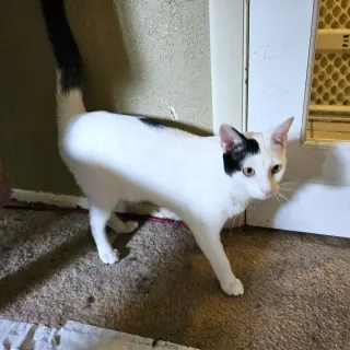 Dylan