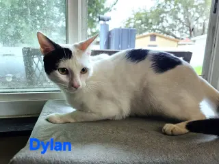 Dylan