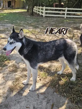 Nika