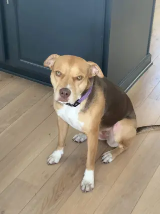 Hazel