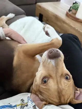 Hazel