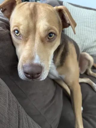 Hazel