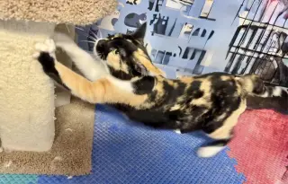 Athena (Calico goddess!)