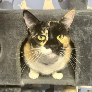 Athena (Calico goddess!)