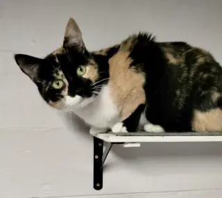 Athena (Calico goddess!)