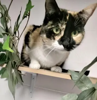 Athena (Calico goddess!)