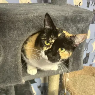 Athena (Calico goddess!)
