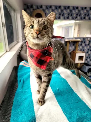 Bear (chatty & sassy)