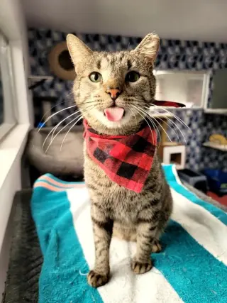 Bear (chatty & sassy)