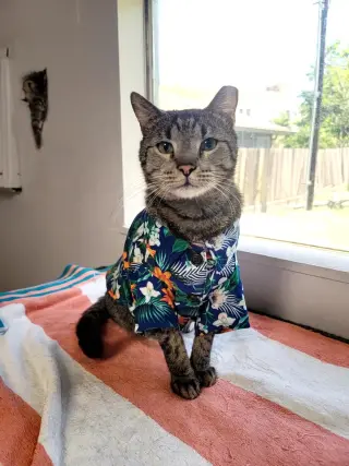 Bear (chatty & sassy)