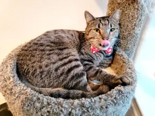 Bear (chatty & sassy)