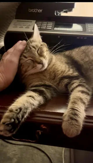 Memorial Day Special cats!