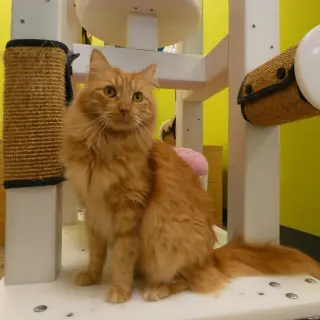 Memorial Day Special cats!