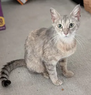 Memorial Day Special cats!