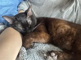 Memorial Day Special cats!