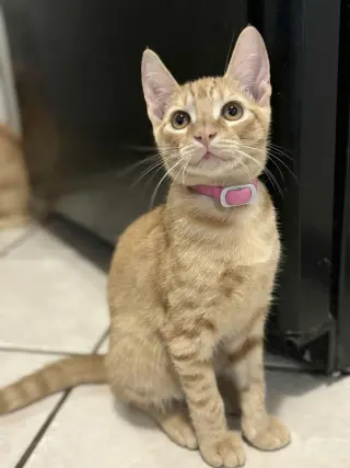 Operation Orange kittens!