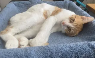 Operation Orange kittens!