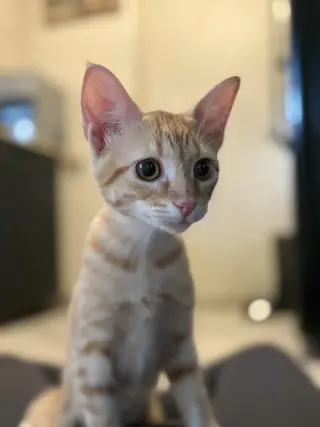 July 4th Firework kittens!