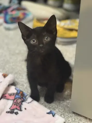 July 4th Firework kittens!