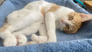 July 4th Firework kittens!