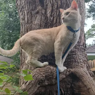Leo The Social Butterfly