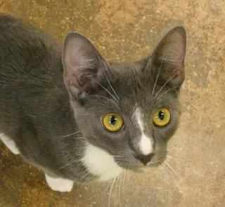 Ursula  (Bonded Pair With Ulysses)