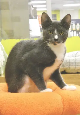Ursula  (Bonded Pair With Ulysses)