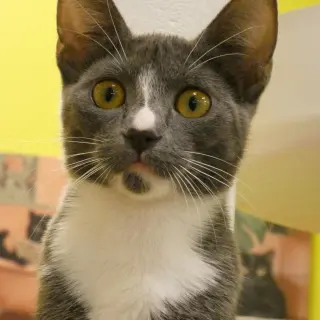 Ursula  (Bonded Pair With Ulysses)
