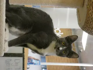 Ursula  (Bonded Pair With Ulysses)