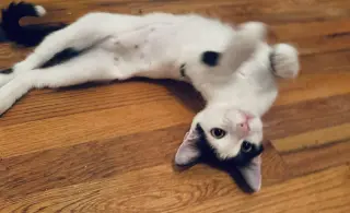 Uma (Thurman-diva)