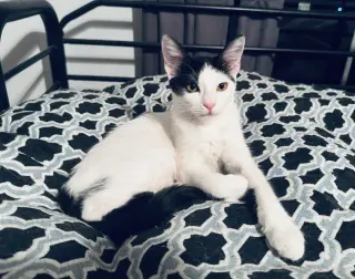Uma (Thurman-diva)