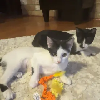 Uma (Thurman-diva)
