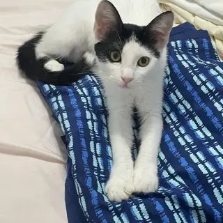 Uma (Thurman-diva)