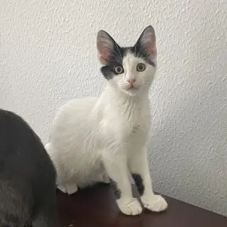 Uma (Thurman-diva)