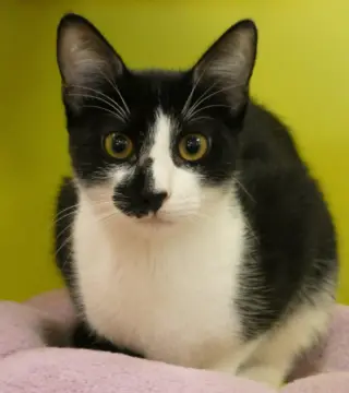 Ulysses (Bonded Pair With Ursula)