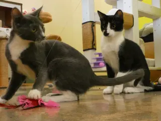 Ulysses (Bonded Pair With Ursula)