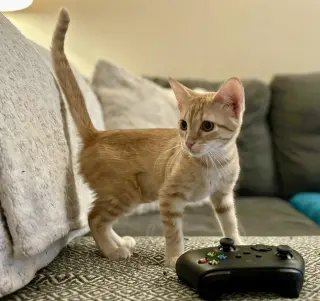 Beanie Weanie (lap kitty, dog-friendly)