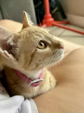 Beanie Weanie (lap kitty, dog-friendly)