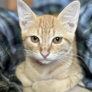 Beanie Weanie (lap kitty, dog-friendly)