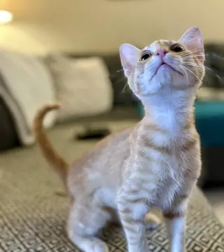 Beanie Weanie (lap kitty, dog-friendly)