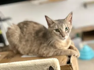Felicity (The Happy Cat)