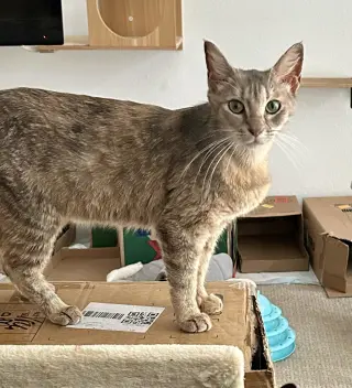 Felicity (The Happy Cat)