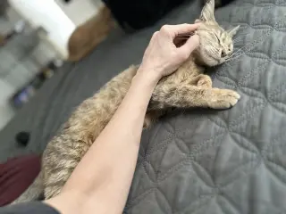 Felicity (The Happy Cat)
