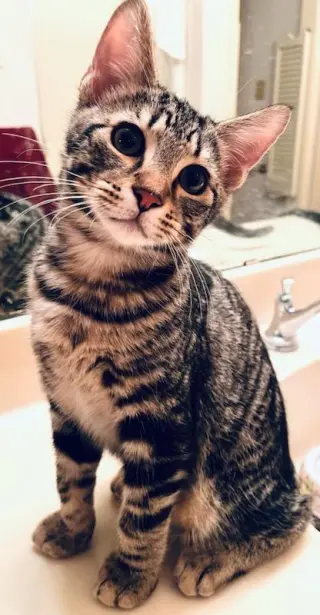 Endless Summer kittens!