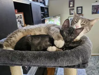 Endless Summer kittens!